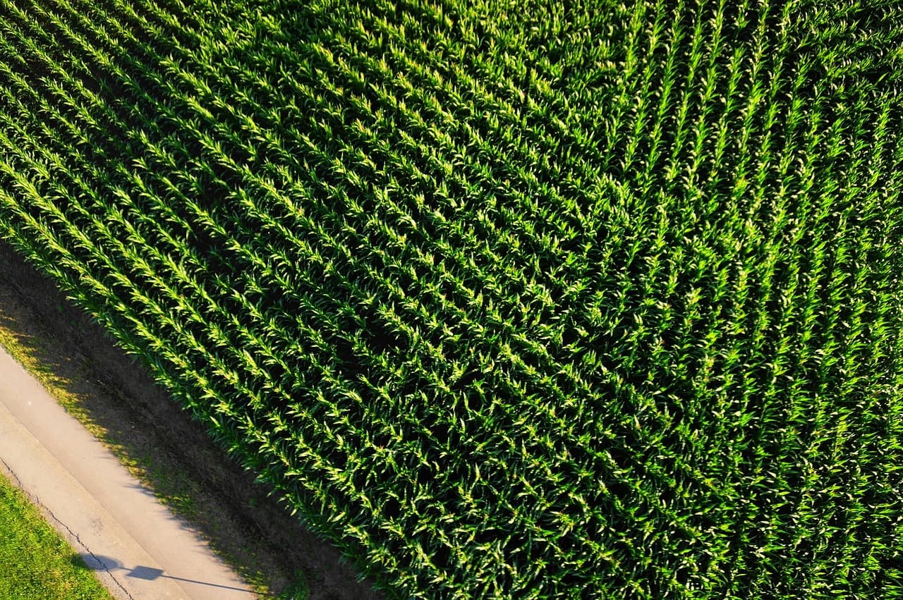 field of corn